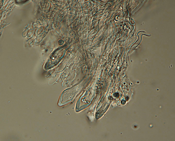 Climacocystis borealis (Fr.) Kotl. & Pouzar